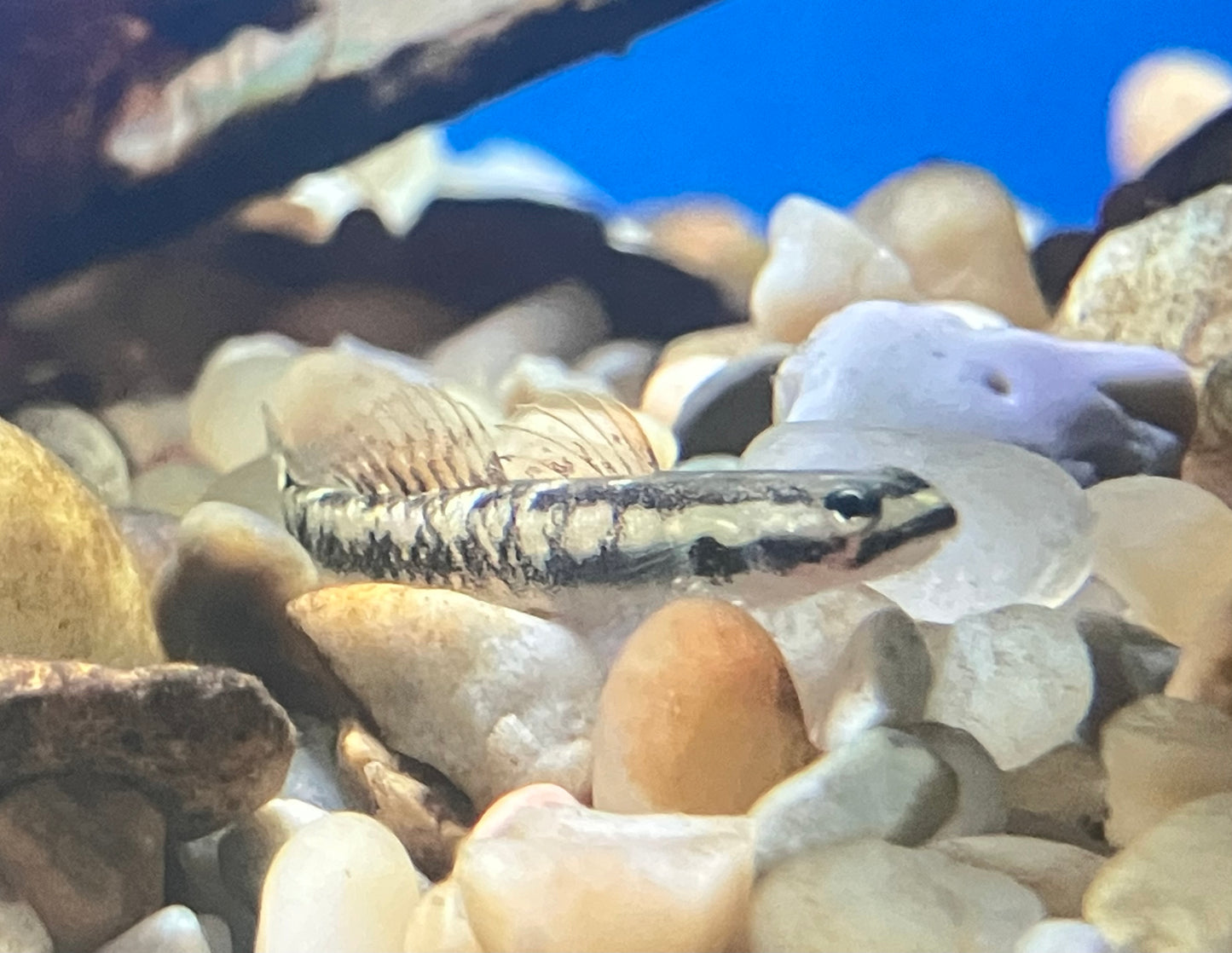 Golden Black Goby (Stiphodon aureofuscus)