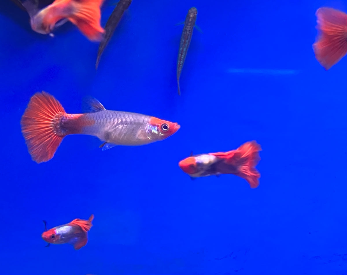 Koi Platinum Redtail Dumbo Ear Guppy (M/F Pair)