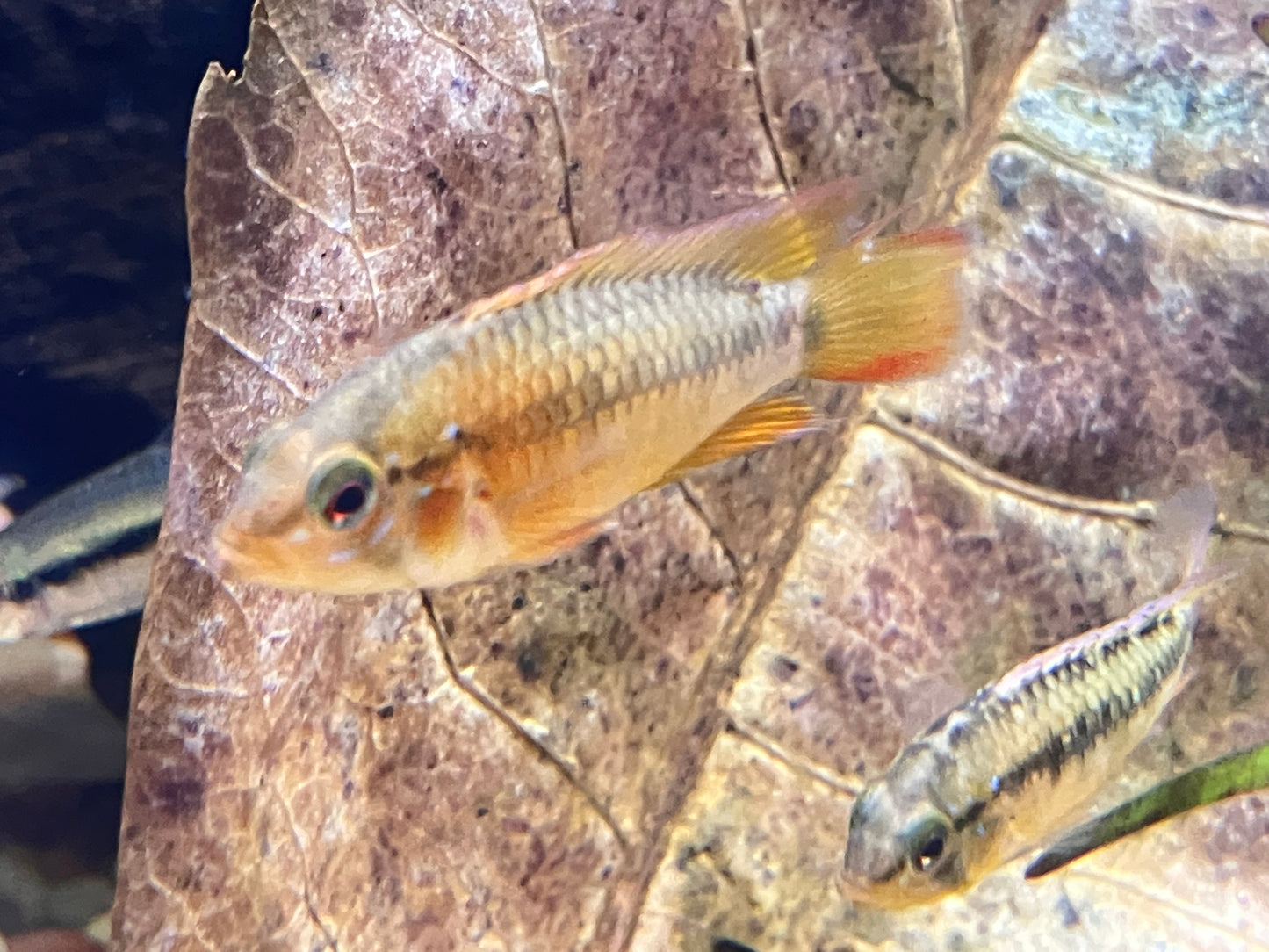 Apistogramma macmasteri 1-1.5”