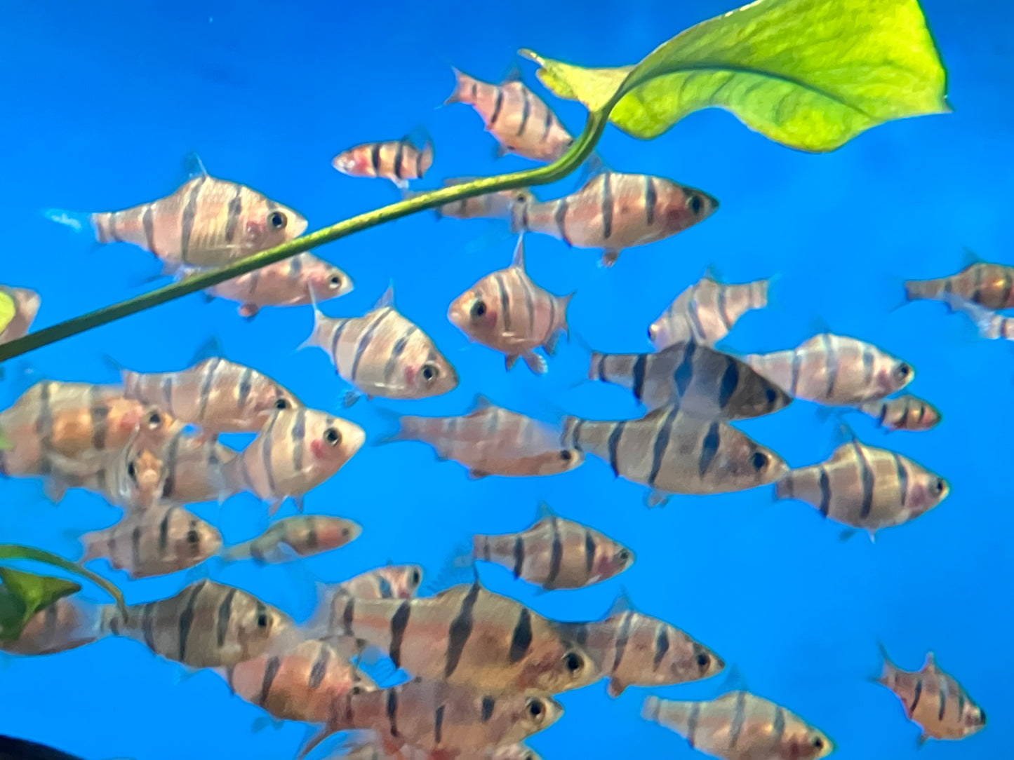 Six Banded Barb (Desmopuntius hexazona) (pack of 6)