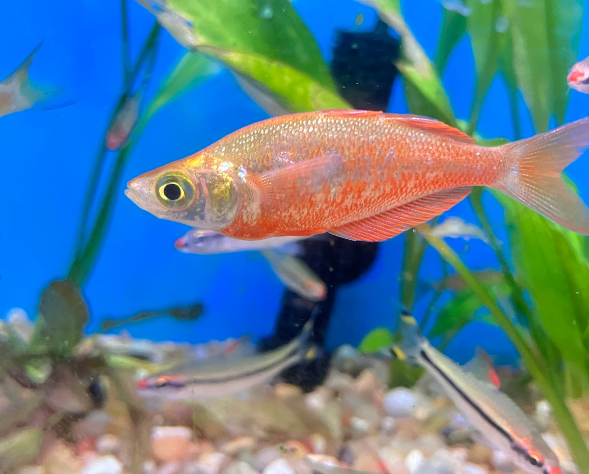 New Guinea Red Rainbowfish (Glossolepis incisus) 2-2.5”