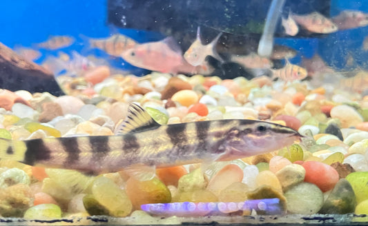 Guilin Loach (Leptobotia guilinensis) 2-3”