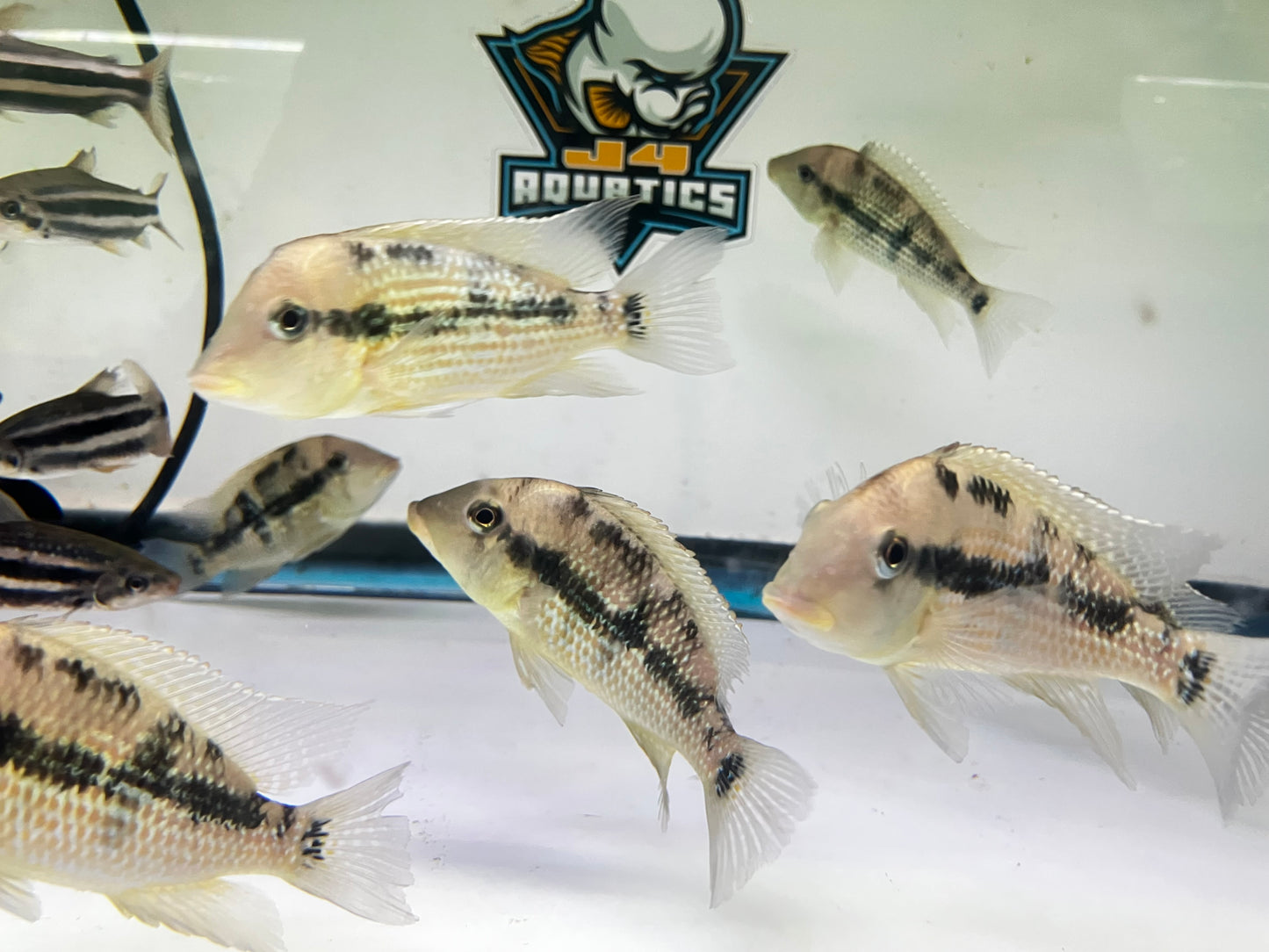 Geophagus sp. Alto Sinu “Gold Dust Geo” 4-5”