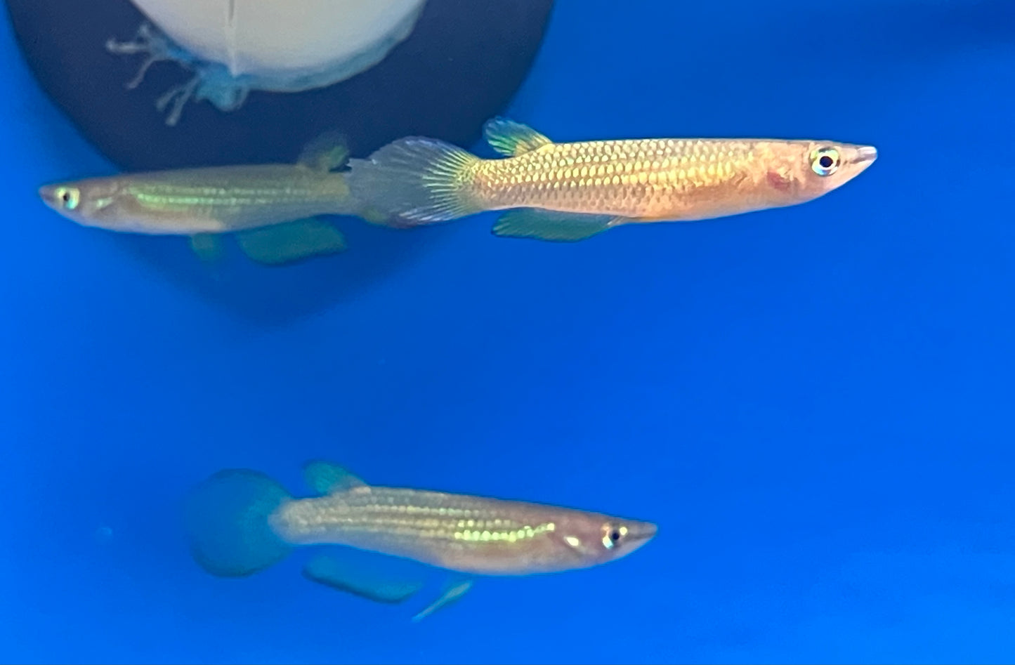 Golden Wonder Killifish (Aplocheilus lineatus)