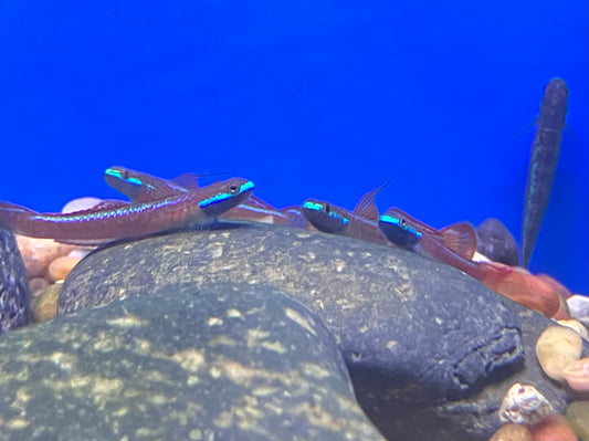 Annie’s Dwarf Goby (Stiphodon annieae)