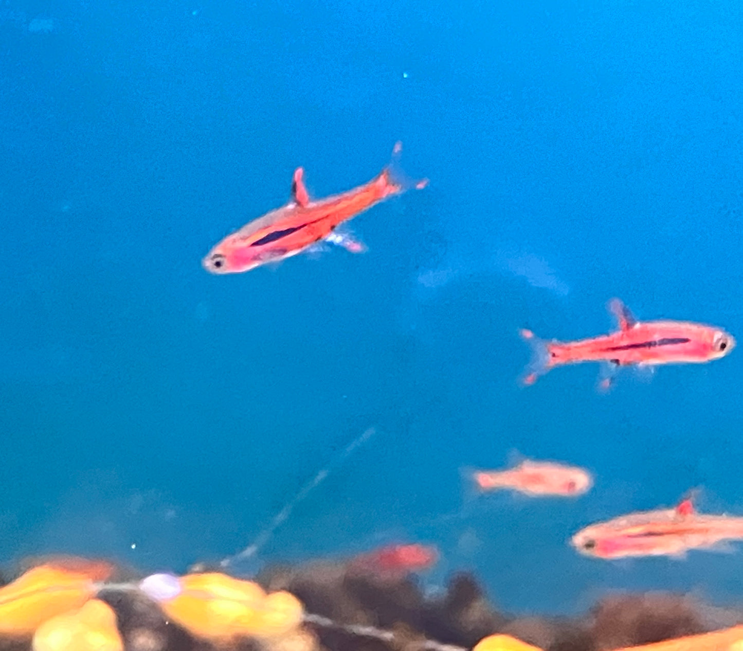 Chili Rasbora (Boraras brigittae) (6-Pack)