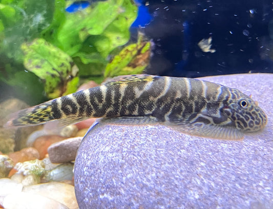Gastromyzon sp. SKO4 - Yellow Tail Borneo Hillstream Loach
