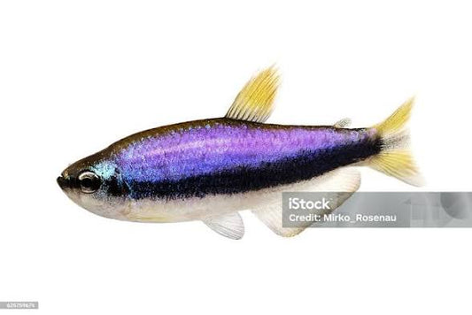 Blue Emperor Tetras ( 5 PACK ) Inpaichthys kerri