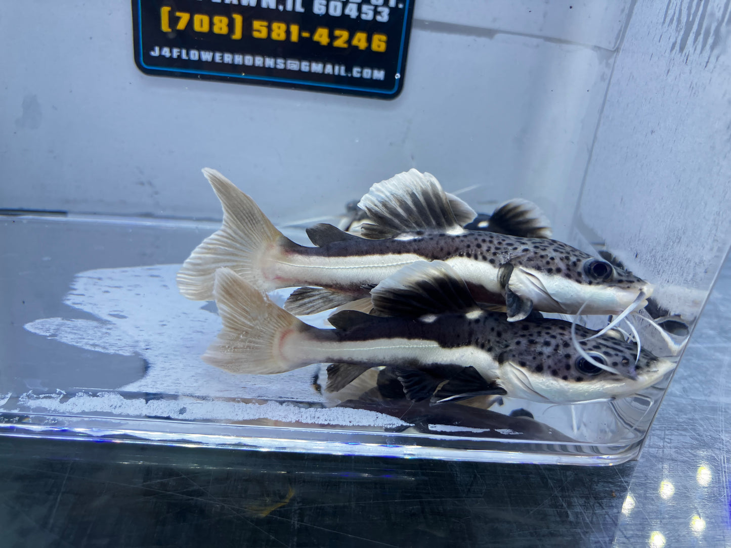 Short Body Red Tail Catfish 4”+