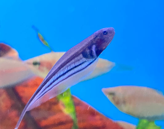 Glass Knifefish 2”