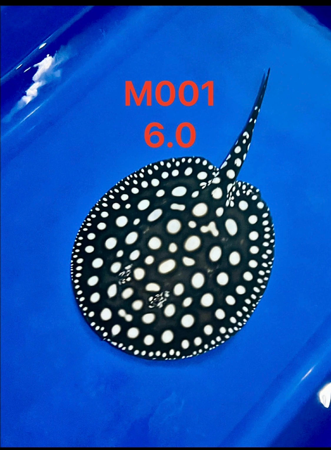 Black Diamond Stingray ( Male ) -01