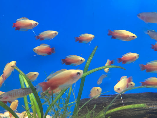 Golden Honey Gourami