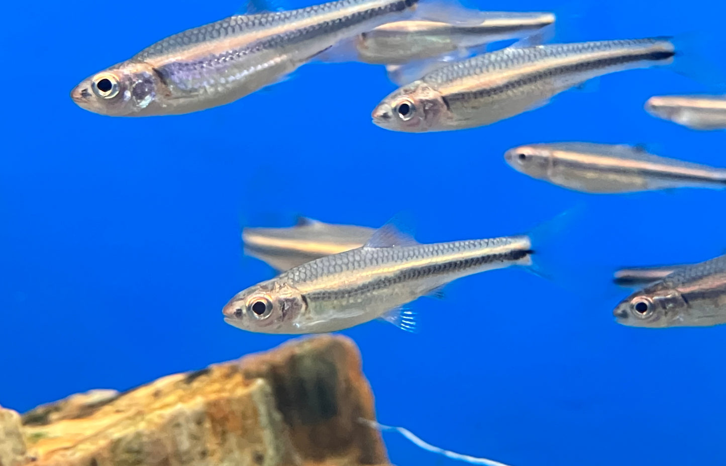 Rainbow Shiner (Notropis chrosomus) -Pack of 3 fish
