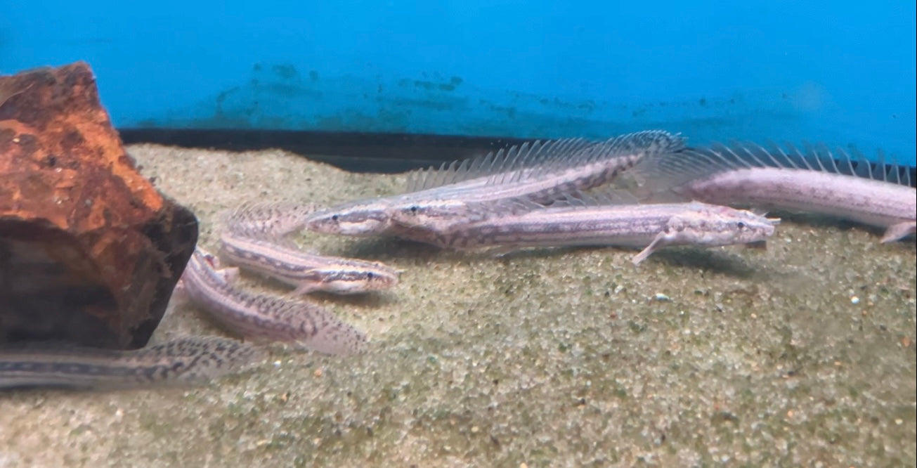 Lapradei Bichir 3-4”