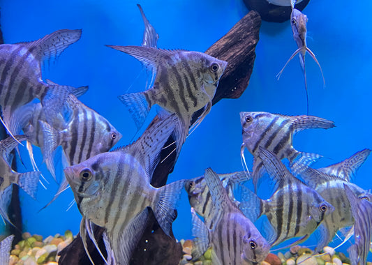 Philippine Blue Angelfish 1.5-2” body