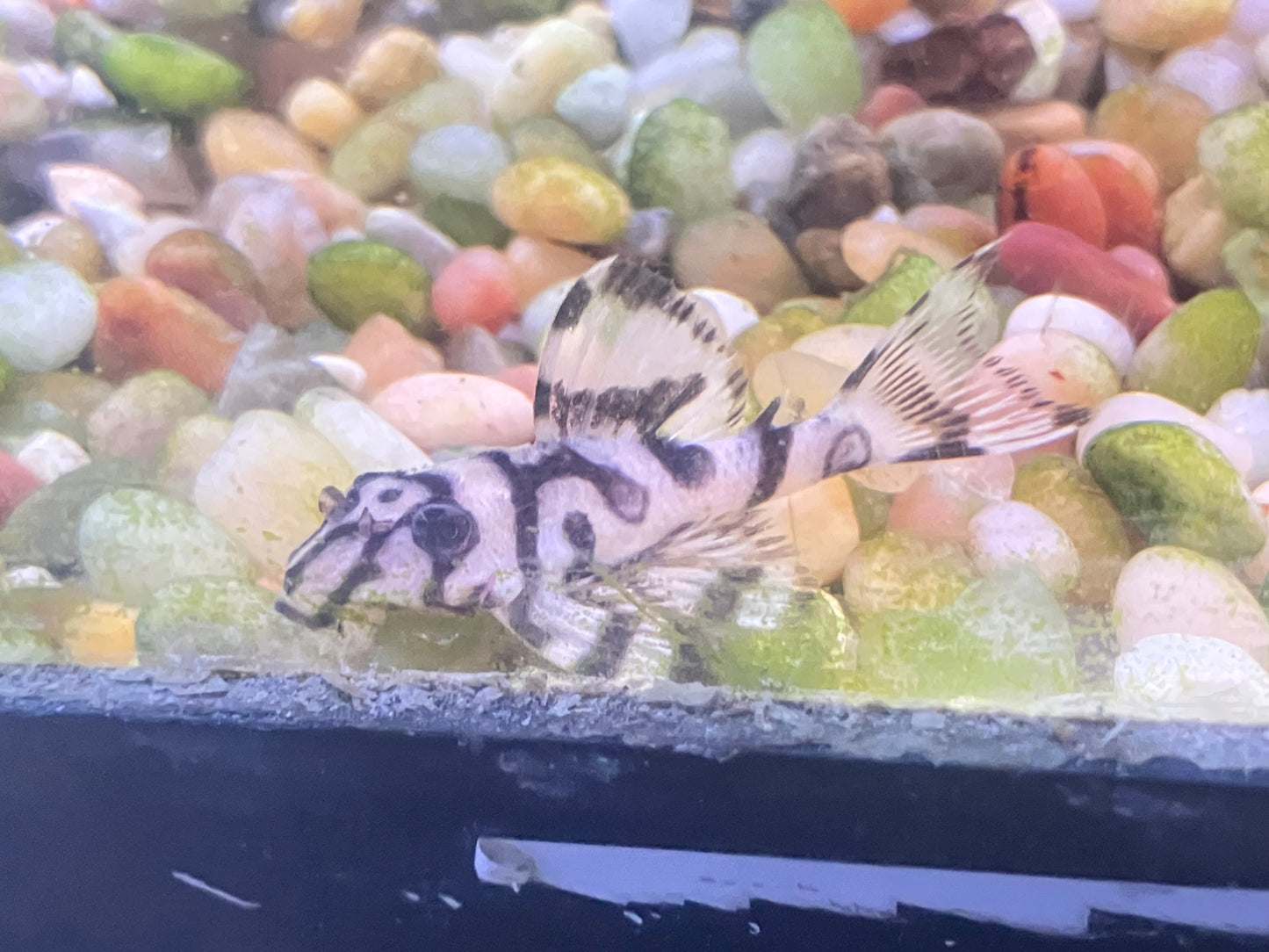 L236 Super White Pleco