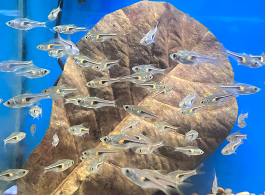 Glowlight Rasbora (10-Pack)