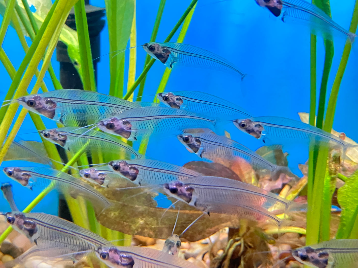 Phantom Glass Catfish (Kryptopterus vitreolus)             (3-Pack)