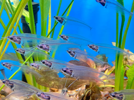 Phantom Glass Catfish (Kryptopterus vitreolus)             (3-Pack)