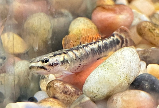 Golden Black Goby (Stiphodon aureofuscus)