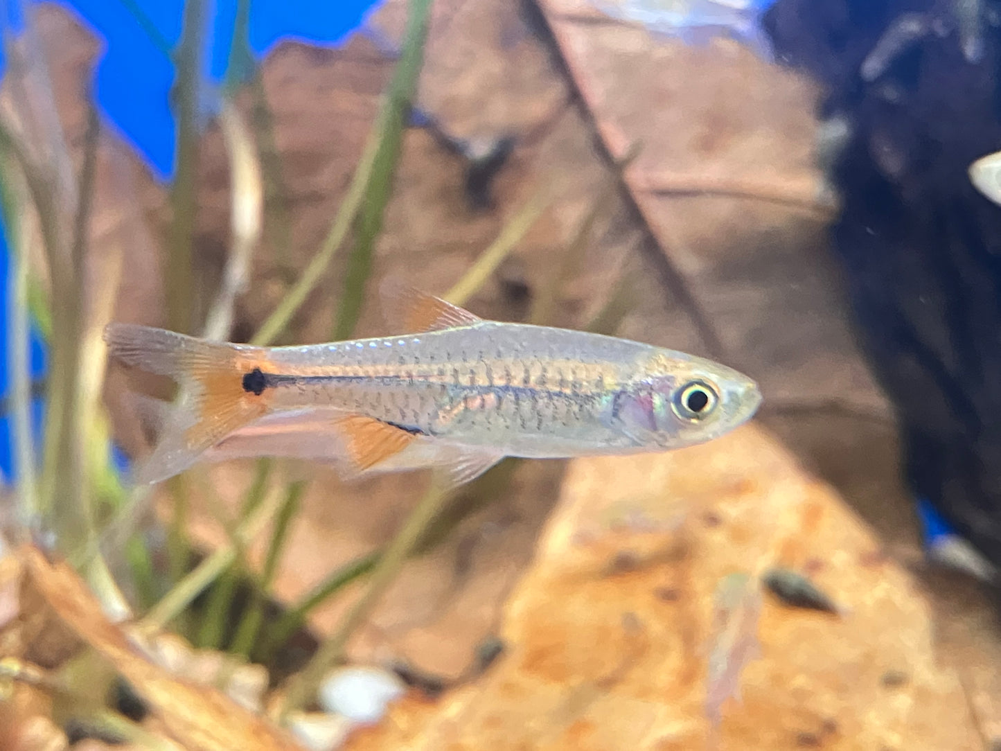 Red Cherry Rasbora (Rasbora lacrimula)  1”  (6-Pack)