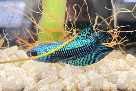 Alien Betta, Turquoise (male)