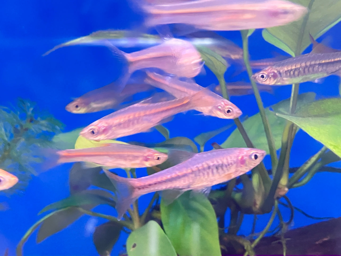 Volcano Rasbora (Rasbora vulcanus) 1-2” (6-Pack)