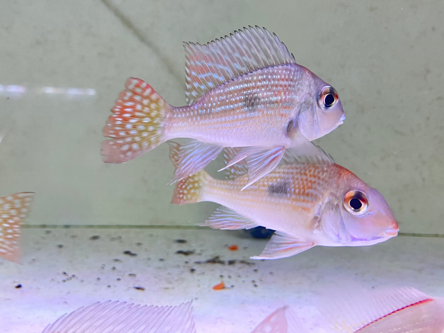 Geophagus sp. Rio Gurupi 3-4”