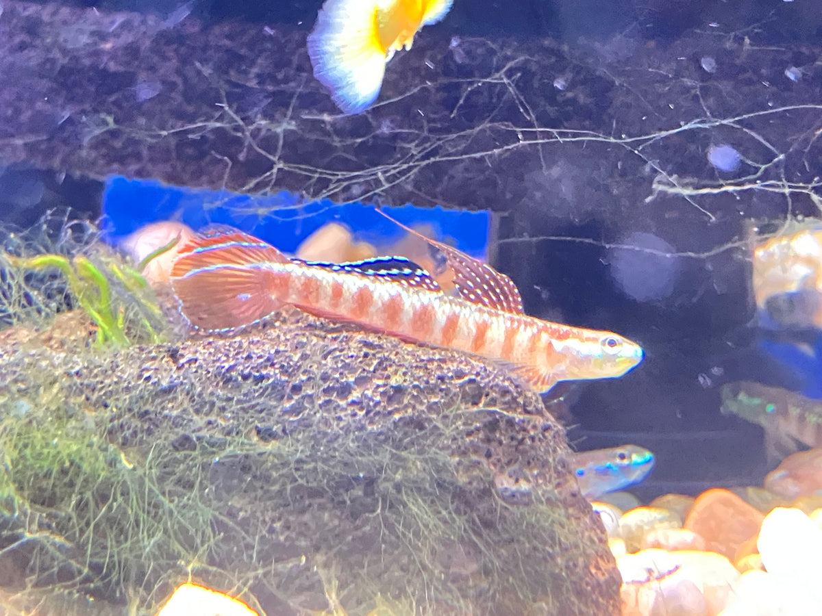 Golden Red Stiphodon Goby (Stiphodon rutilaureus)