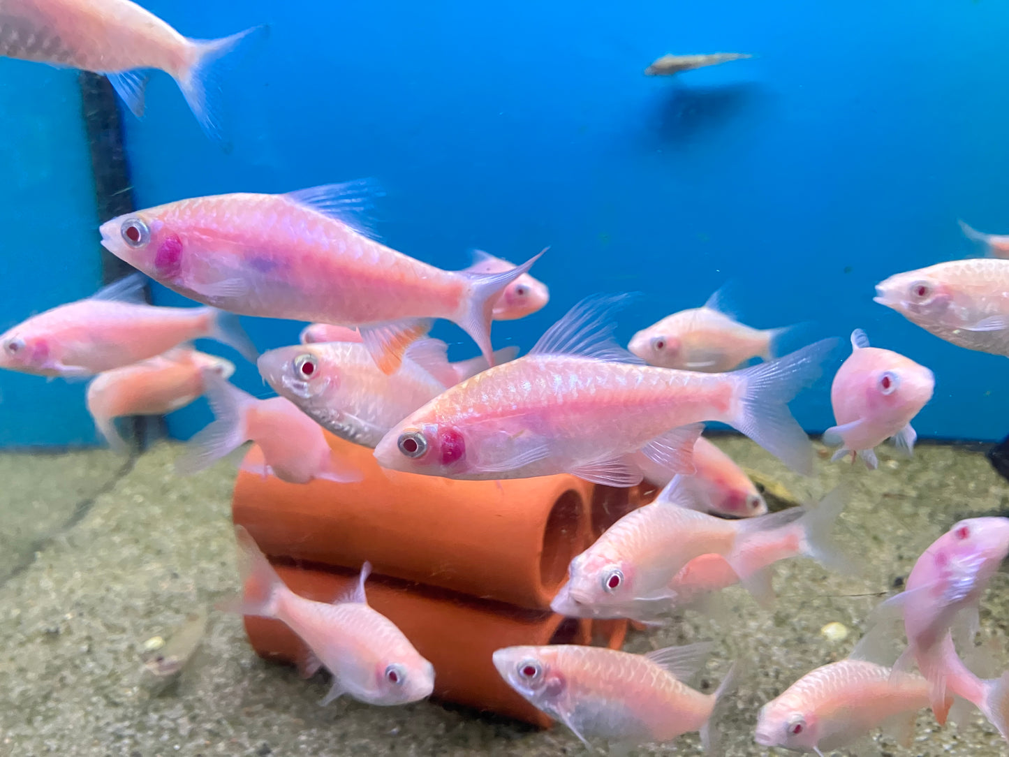 Albino Arulius Barb 3”