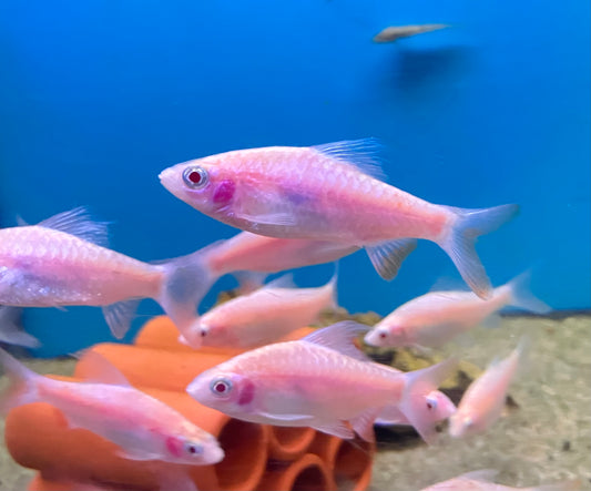 Albino Arulius Barb 3”