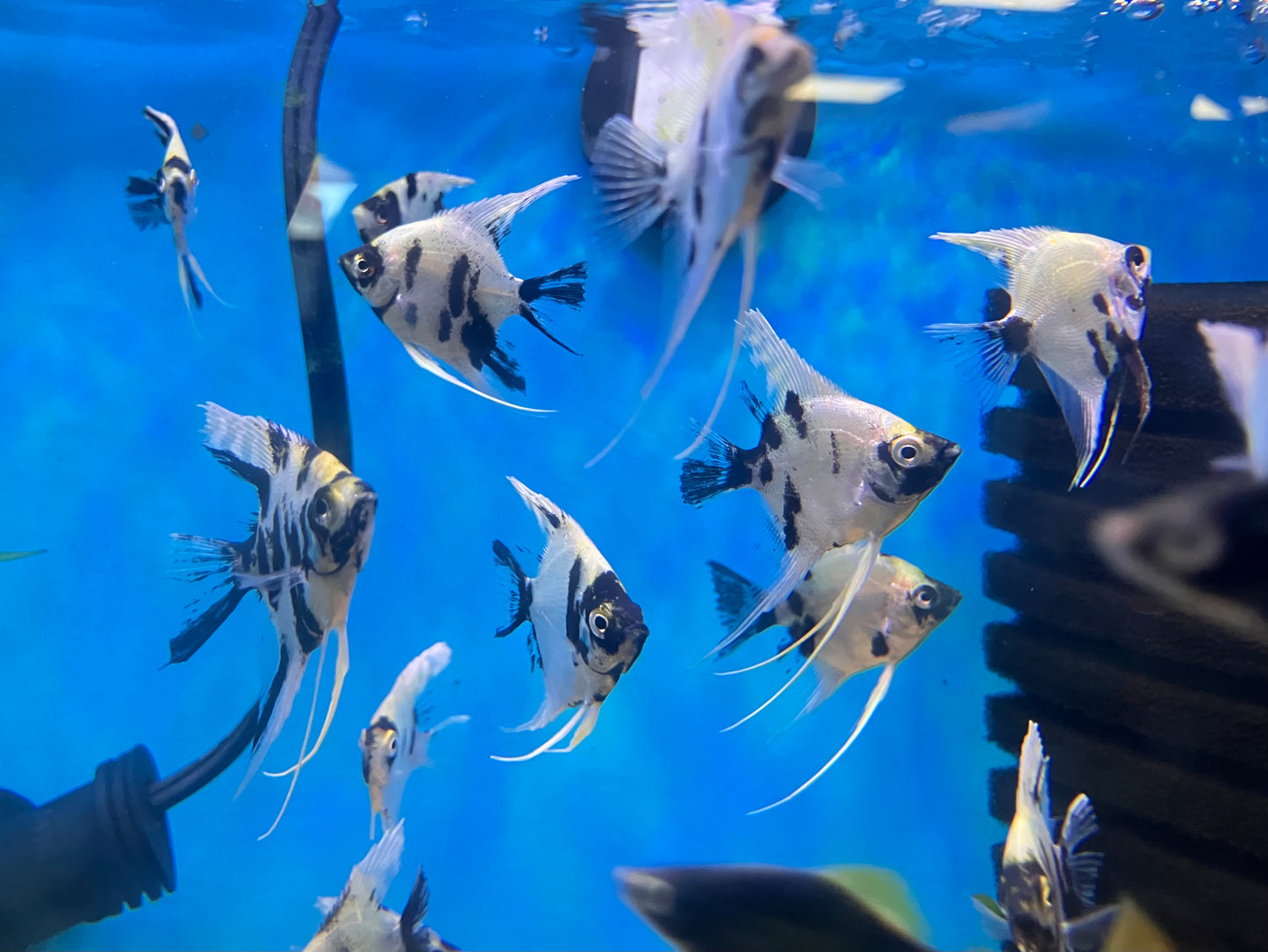 Panda Angelfish