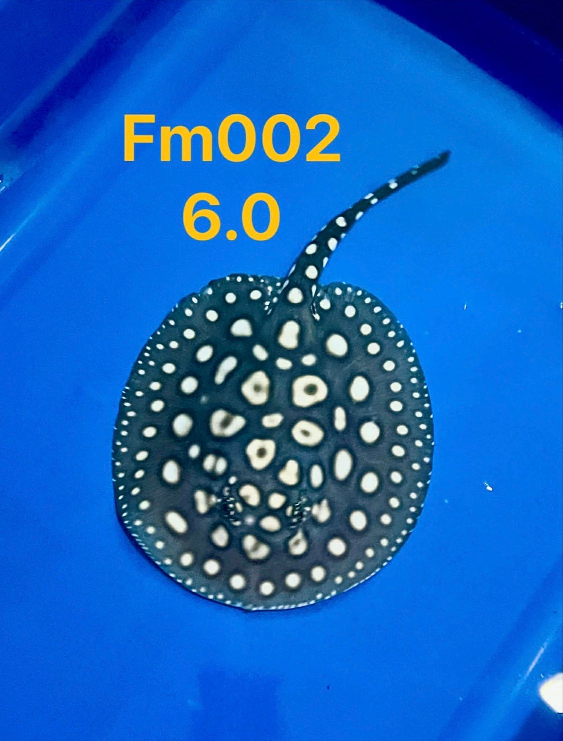 Black Diamond Stingray ( Female ) -02