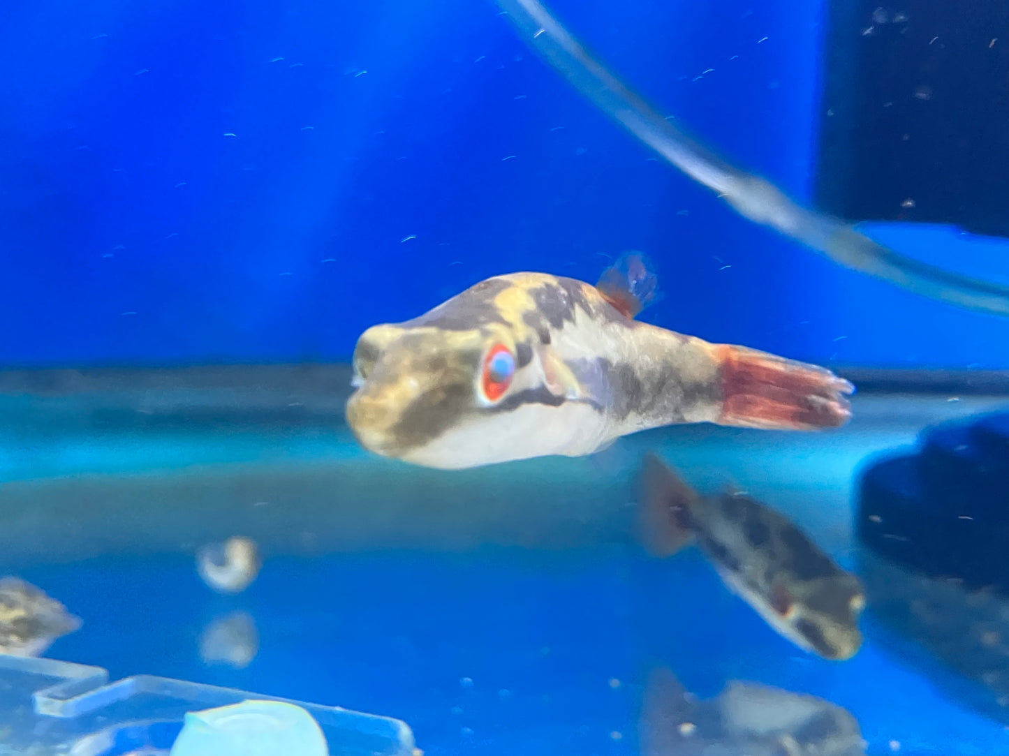 Red Eyed Red Tail Puffer (Carinotetraodon irrubesco)