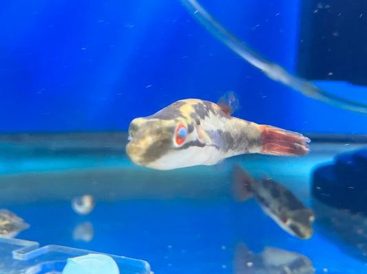 Red Eyed Red Tail Puffer (Carinotetraodon irrubesco)