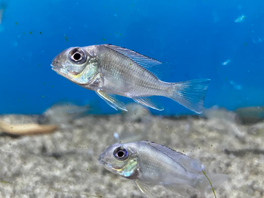 Geophagus Winemilleri 1.5”