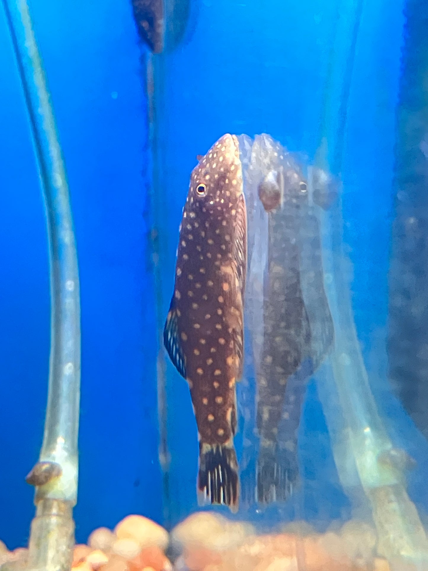 Gastromyzon scitulus - Southern Borneo Hillstream Loach