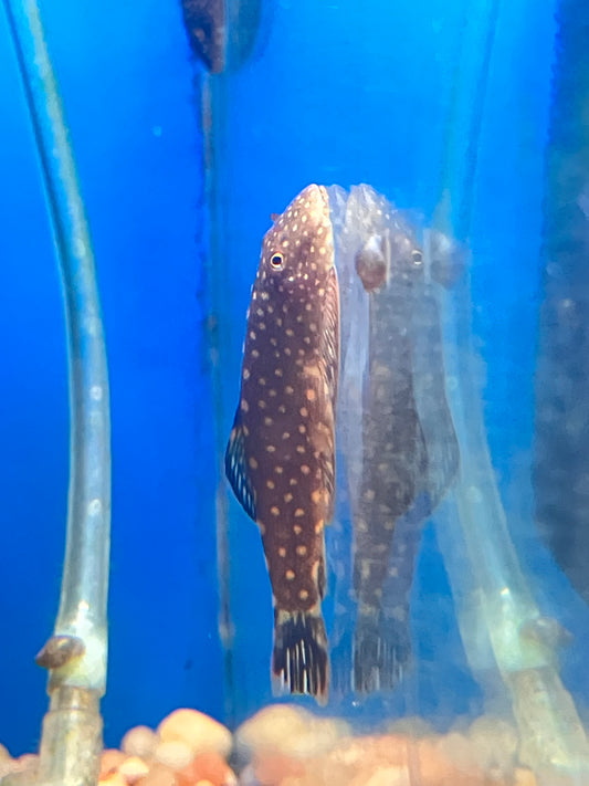 Gastromyzon scitulus - Borneo Hillstream Loach