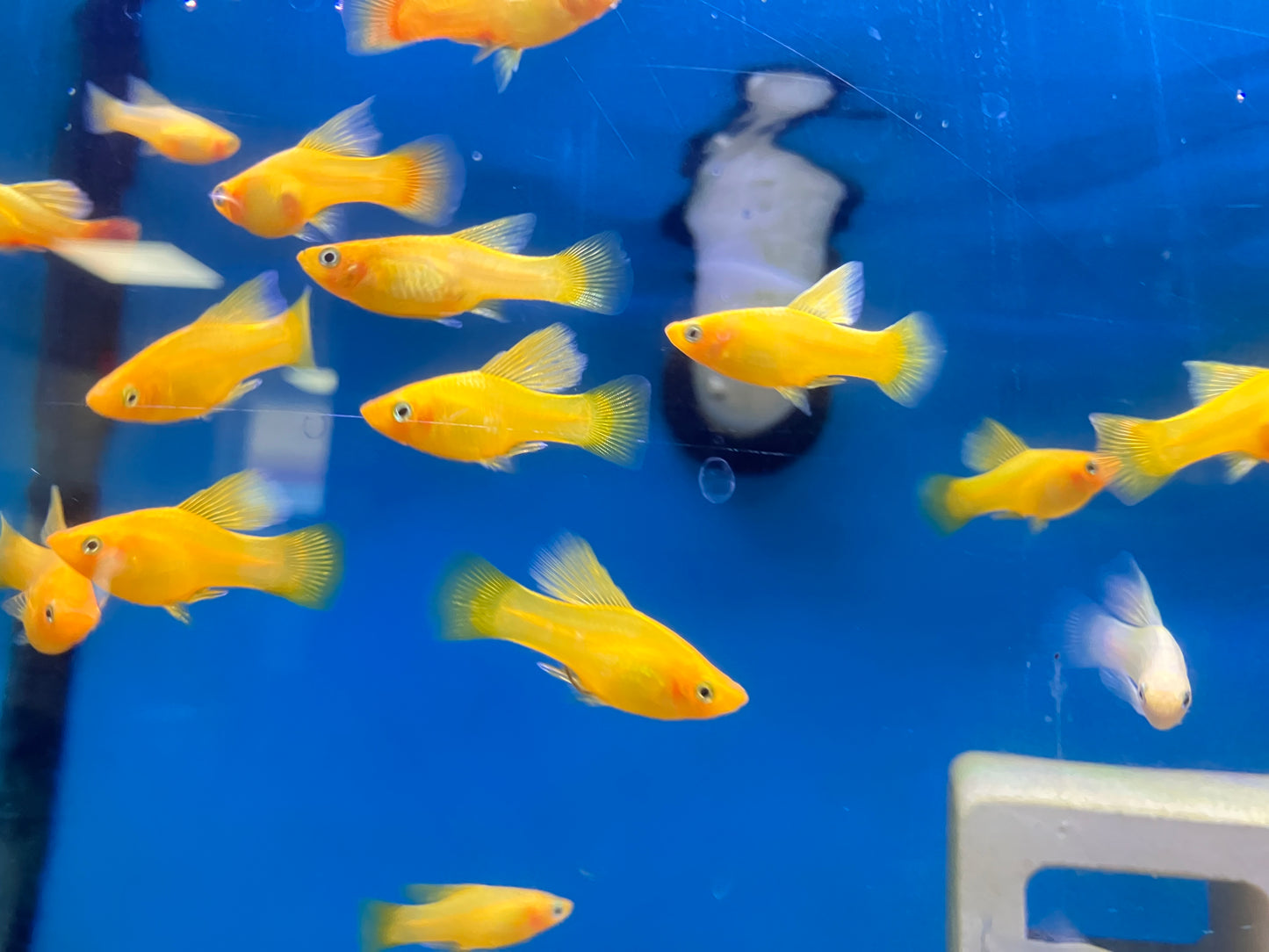 Banana Hifin Variatus Platy