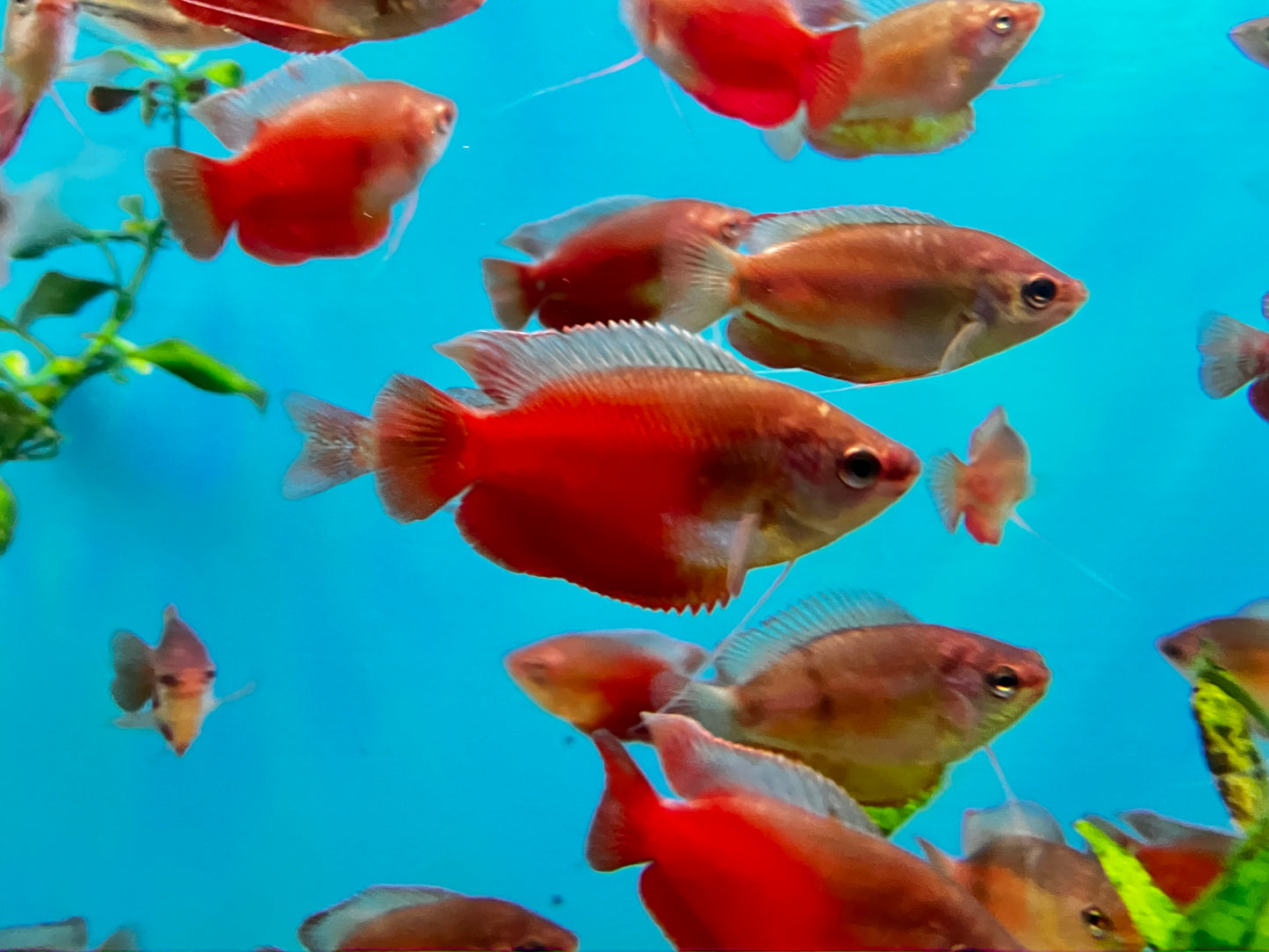 Blood Red Dwarf Gourami