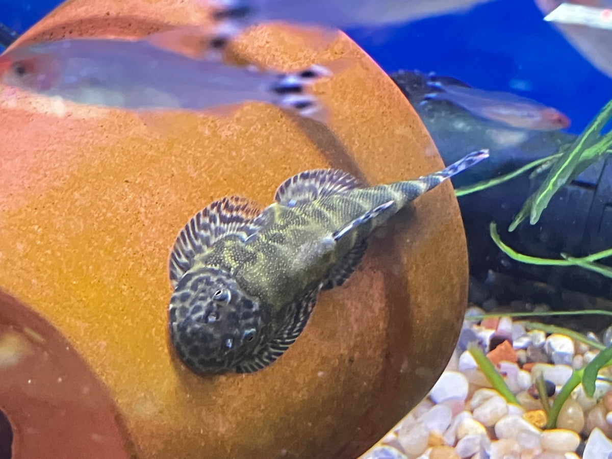 Neon Borneo Hillstream Loach Gastromyzon Lepidogaster J4 Aquatics neon-borneo-hillstream-loach-gastromyzon-lepidogaster-j4-aquatics