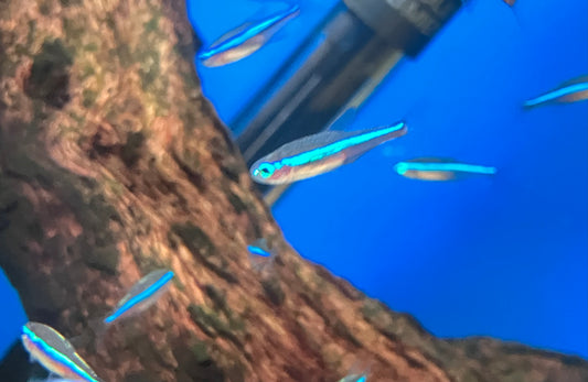 Green Neon Tetra (Paracheirodon simulans)       (10-Pack)