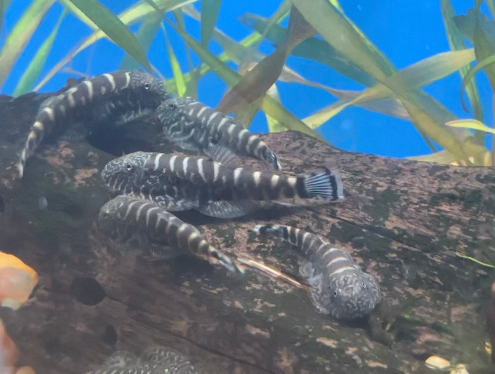 Blue Tail Hillstream Loach (Gastromyzon sp. SK03)