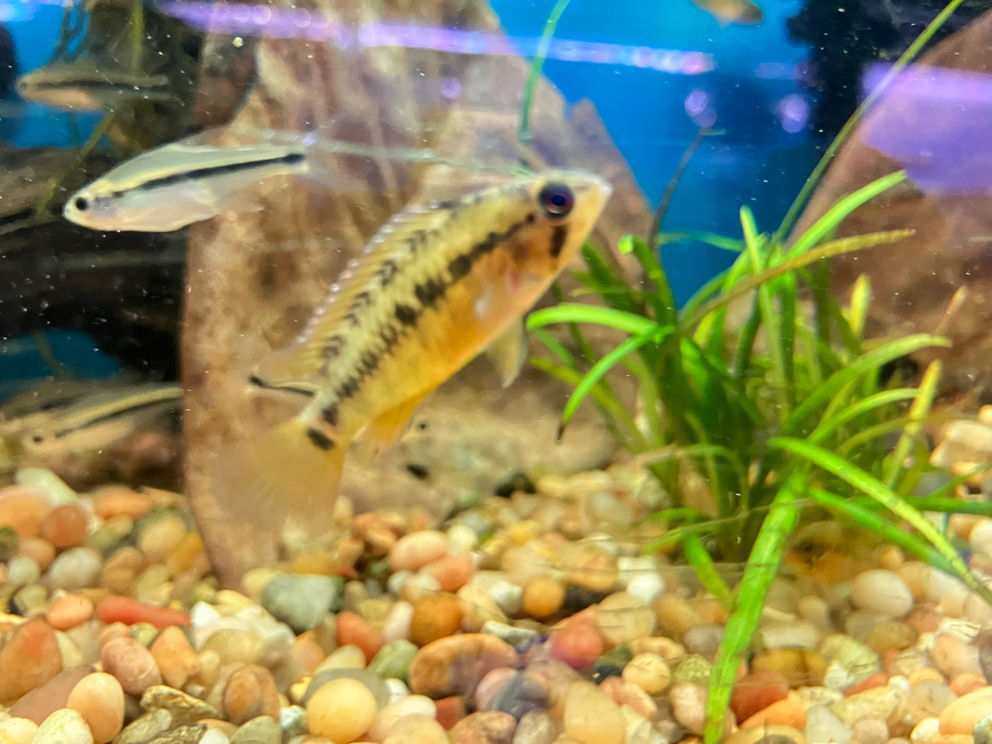 Apistogramma macmasteri 1-1.5”