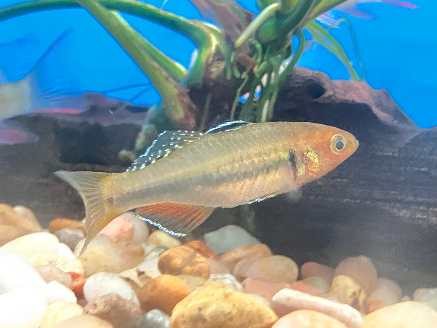 Tropical Carp / Sunburst Gudgeon (Hypseleotris cyprinoides)
