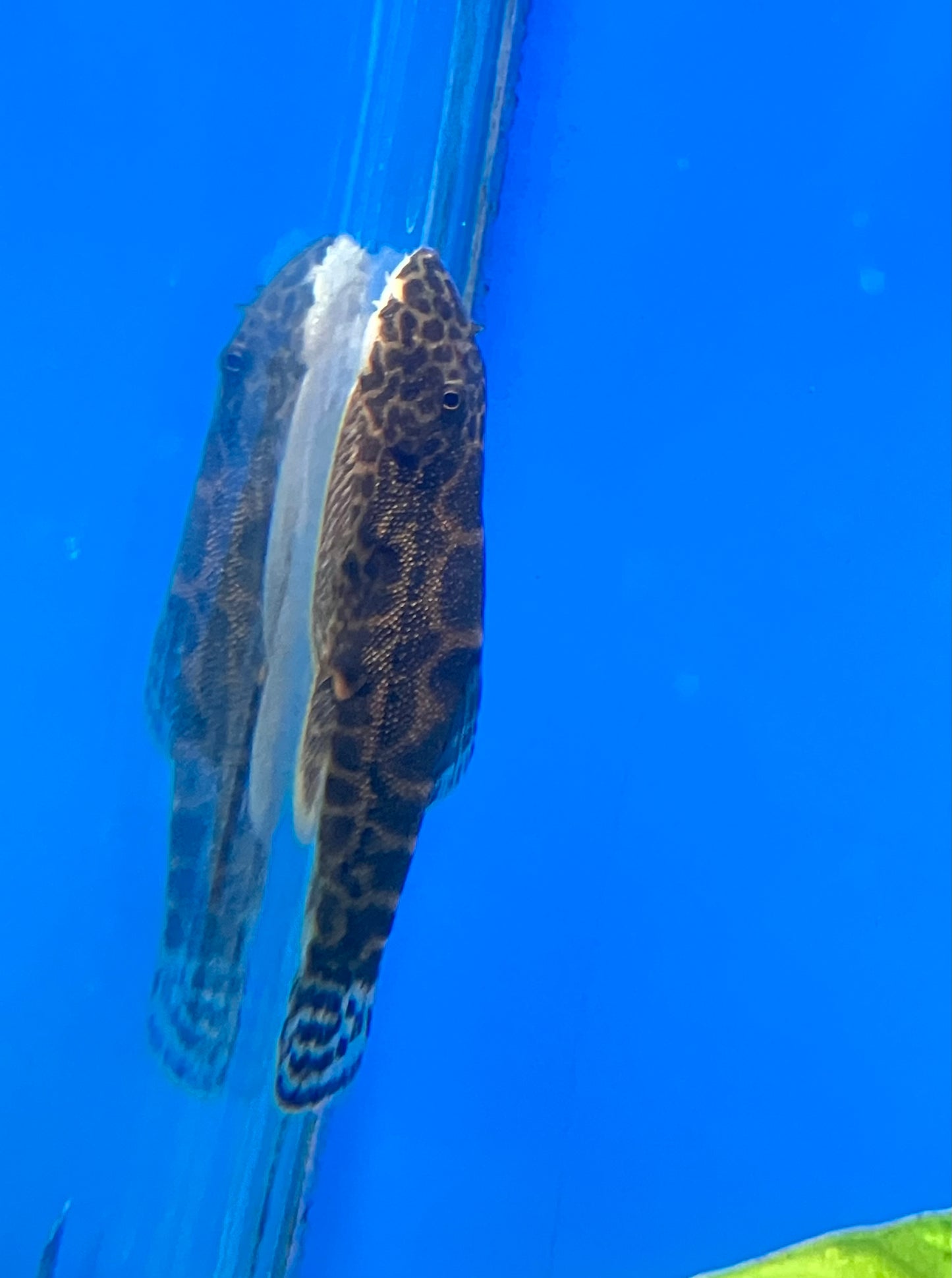 Leopard Hillstream Loach (Gastromyzon sp. Leopard)