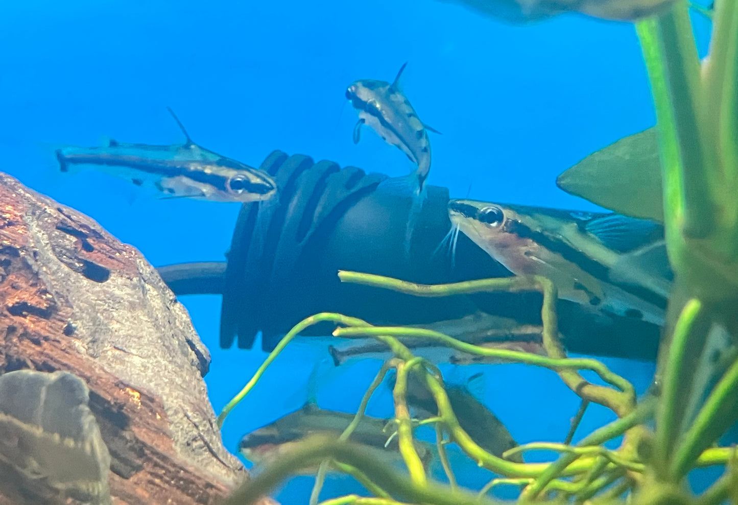 Shadow Catfish (Hyalobagrus flavus)