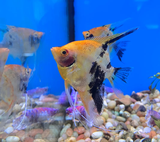 Koi Angelfish