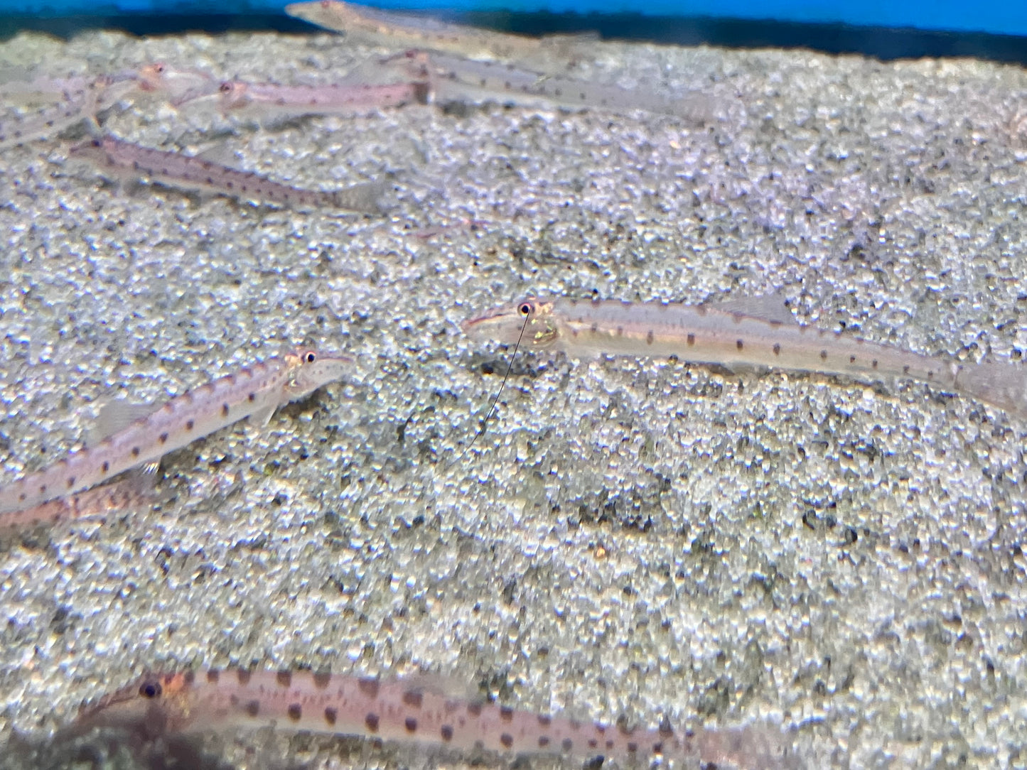 Horseface Loach