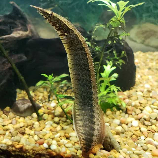 Buff-Back Spiny Eel 5-6"